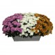 Jadinière de chrysanthème 3 couleurs