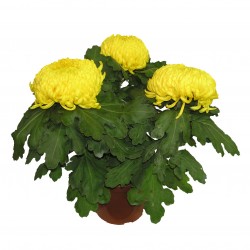 Chrysanthème 3 têtes, fleurs Jaune