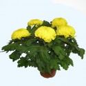 Chrysanthème 5 têtes, fleurs Jaune