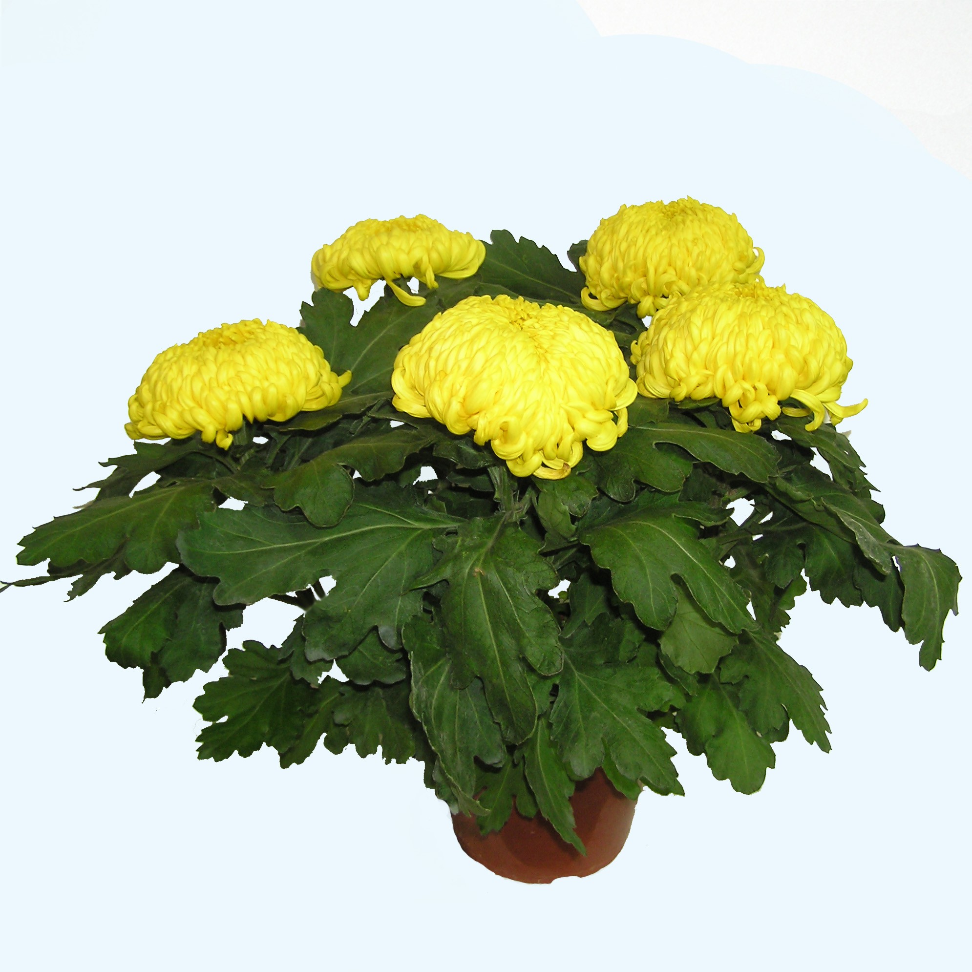 Chrysanthème 5 grosses fleurs de couleur Jaune