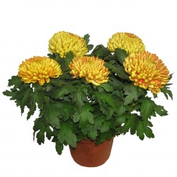 Chrysanthème 5 têtes, fleurs mordoré