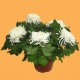 Chrysanthème 5 têtes, fleurs blanche