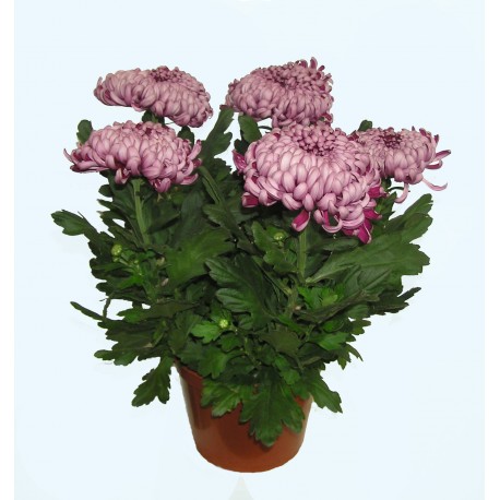 Chrysanthème 5 têtes, fleurs violet