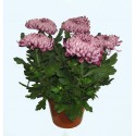 Chrysanthème 5 têtes, fleurs violet