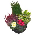 Coupe de Plantes