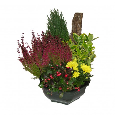 Coupe de Plantes